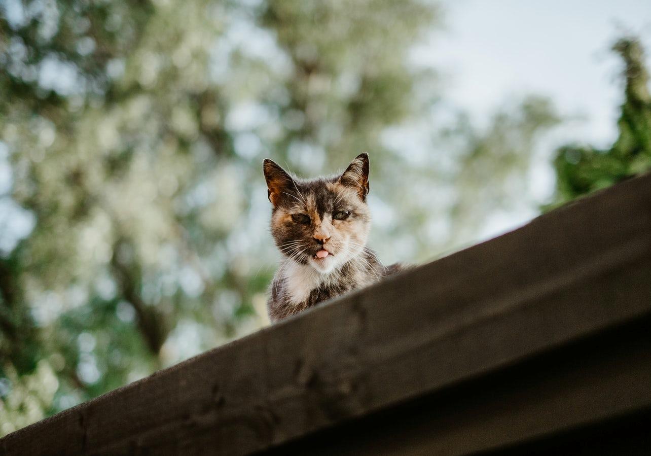 Новость - События - Погладь пушистика: в Киевском зоопарке ищут волонтеров, которые будут гладить котов