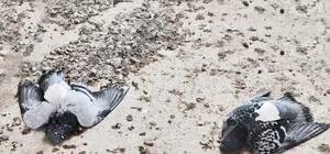 Аномалия или убийство: в центре Одессы массово погибли голуби