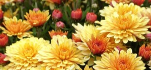 Фотофакт: в Крыму выбрали королеву и принцессу бала Хризантем