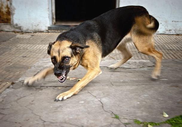 Новость - События - Берегись: посетителей ботанического сада терроризируют бродячие собаки