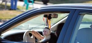 Фотофакт: в Симферополе владелец кафе паркуется на газоне