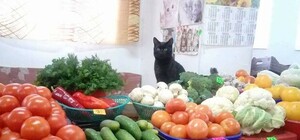 Лапи і хвіст – ось мій документ: на львівському ринку торгує кіт