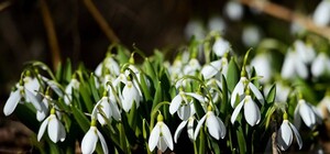 Фотофакт: в Никитском ботсаду к Новому году распустятся подснежники