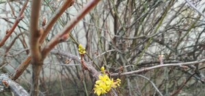 Аномальный декабрь: под Запорожьем цветет смородина