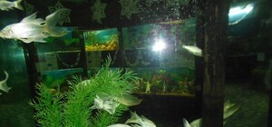 Фотофакт: в Алуштинском аквариуме рыбы танцуют вокруг елей