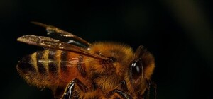 Фотофакт: в Бортничах пройдет 