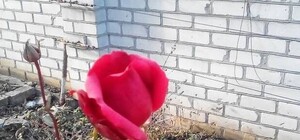 Январьские аномалии: в Днепре среди зимы расцвели розы