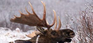 Под Киевом браконьеры убили беременную лосиху