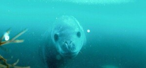 Сходи бесплатно: в Киеве на фотовыставке покажут жизнь подводного мира