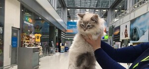 Грустная история со счастливым концом: в аэропорту 