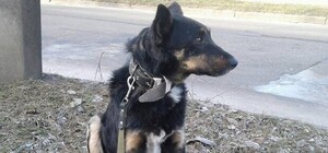 Пес, которого хозяйка нашла спустя 5 лет, снова сбежал