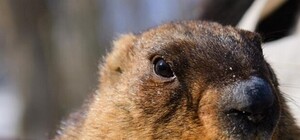 Предсказание Тимки: когда наступит весна, и есть ли жизнь на Марсе