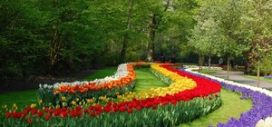 Впервые за 11 лет: парад тюльпанов меняет формат