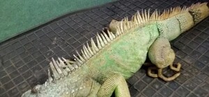 Несподівана знахідка: львів’янка підібрала на вулиці живу ігуану