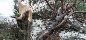 Очень странные дела: на Северном массово падают сосны