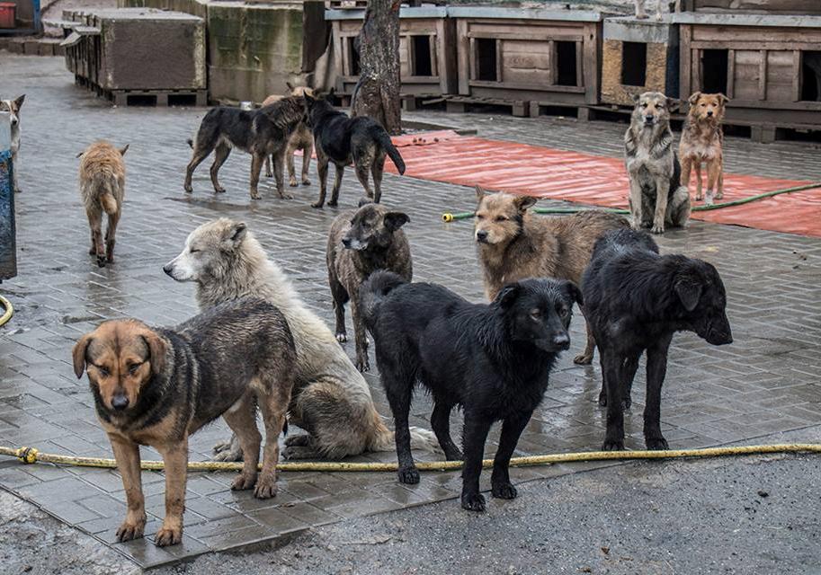 Новость - События - Без тебя не обойтись: приют для животных в Пирогово просит помощи