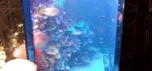 Годують з рук: у Львові відкрили скандальний ресторан з живими акулами