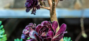 Фотофакт: в Никите расцвели ирисы, нарциссы и экзотические кактусы