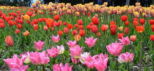 Получи ответ: когда в Крыму начнется весенний парад тюльпанов-2018