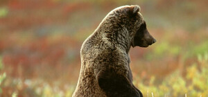 Готуй гаманець: вхід у ведмежий притулок 