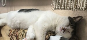 Названа дата, когда в Киеве окончательно отключат отопление