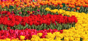 Фотофакт: в Никите начался Парад тюльпанов-2018