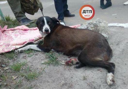 Новость - События - Может она ваша: в Киеве разыскивают владельцев сбитой собаки