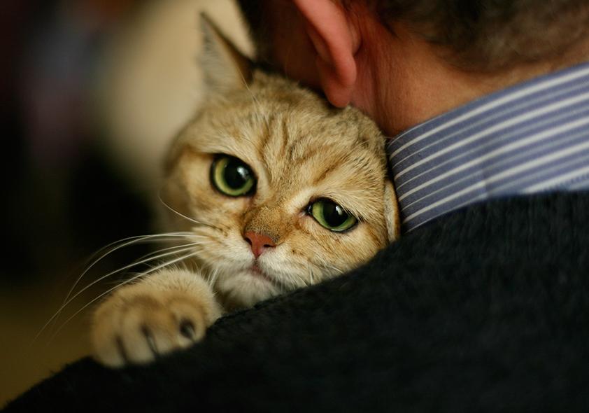 Новость - События - Приходи потискать: один из киевских приютов для животных зовет обнимать котиков