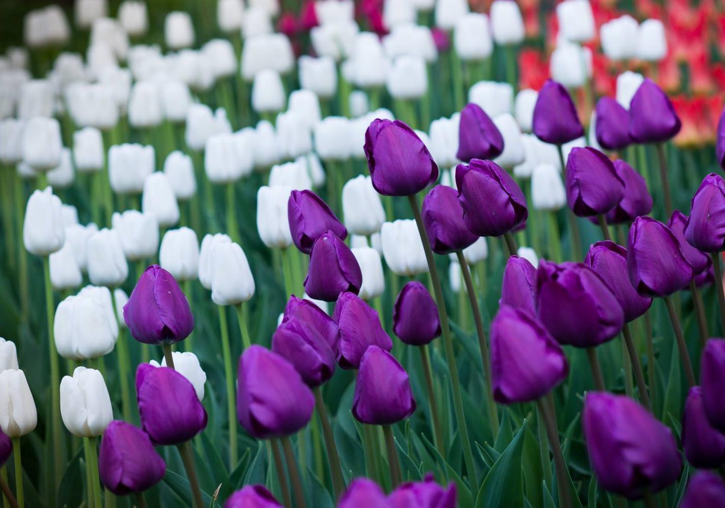 Новость - События - Приходи смотреть: на Певческом поле откроется выставка тюльпанов