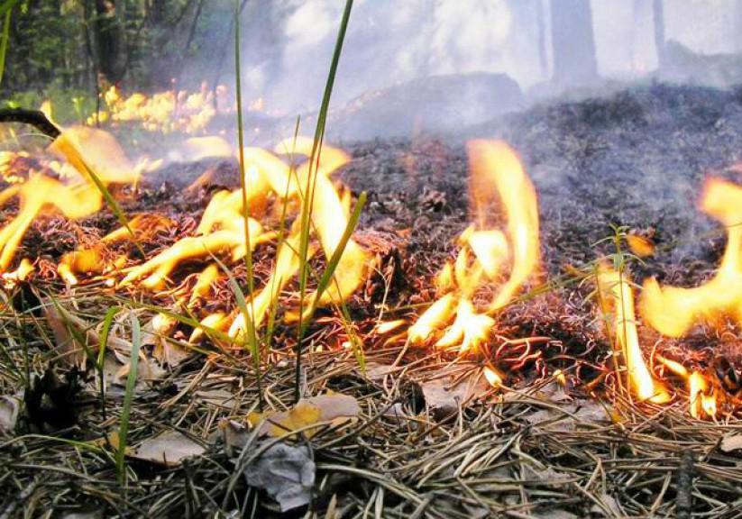 Новость - События - В Киеве объявлен чрезвычайный уровень пожарной опасности: что делать