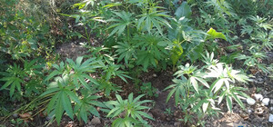 Фермер-наркоторговец: мужчина высадил под Запорожьем огород с коноплей