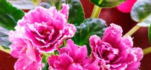 Последняя в этом году: в Киеве пройдет бесплатная выставка фиалок