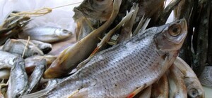 В Киеве зафиксировали первую смерть от ботулизма