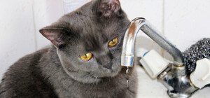 Коли ввімкнуть: сьогодні у Львові не буде води на 22 вулицях