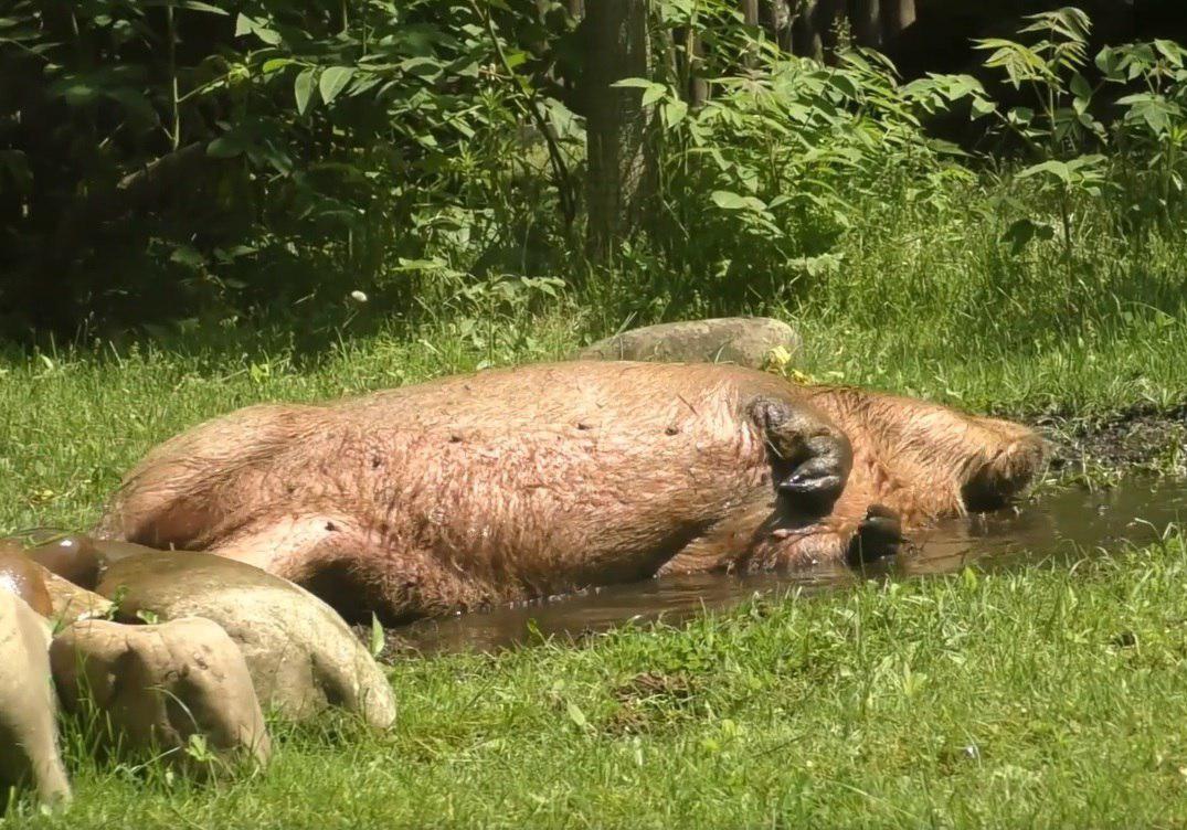 Новость - События - В Киевском зоопарке показали, как животные спасаются от жары