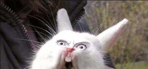 Охота начинается: 