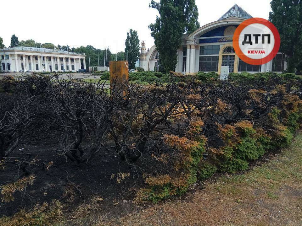Новость - События - На территории выставочного центра в Киеве неизвестные сожгли кустарники