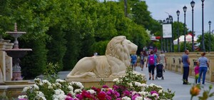 Глаз не оторвать: по всей Одессе расцвели розы