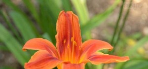 Фотофакт: в Никите расцвели лилейники