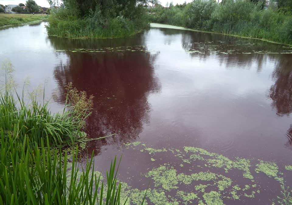 Новость - События - Фотофакт: в Броварах вода в озере стала кровавого цвета