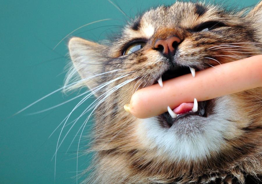 Новость - События - Пушистый вор: на Виноградаре кот лакомился колбасой прям с витрины магазина
