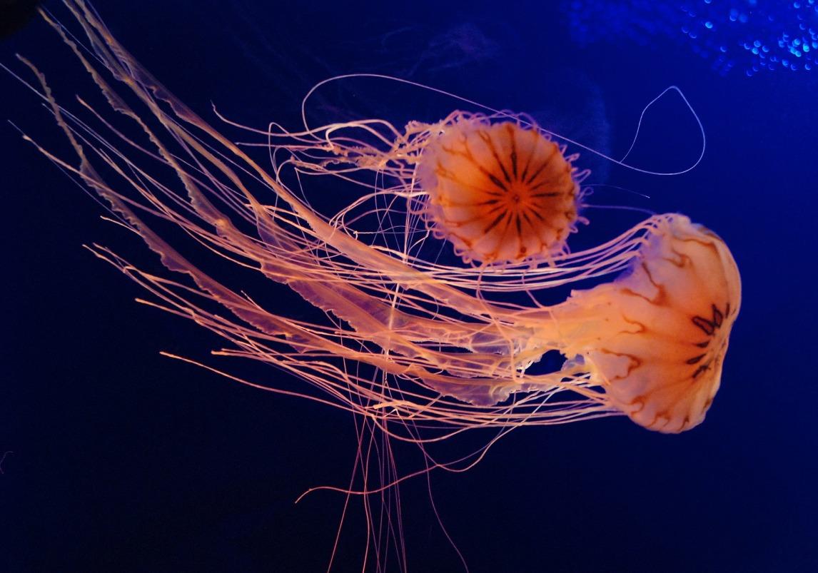 Новость - События - Киевляне в Днепре обнаружили медуз: откуда они там взялись
