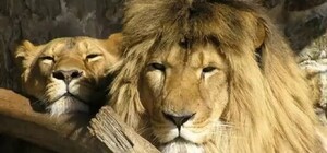 Следком открыл дело из-за ЧП с туристкой в 