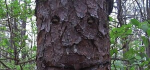 На Куреневке дерево свалило забор и упало на машину: фото