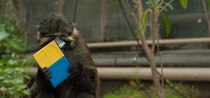 Он был другом всех посетителей: в ботаническом саду умерла главная мартышка Запорожья