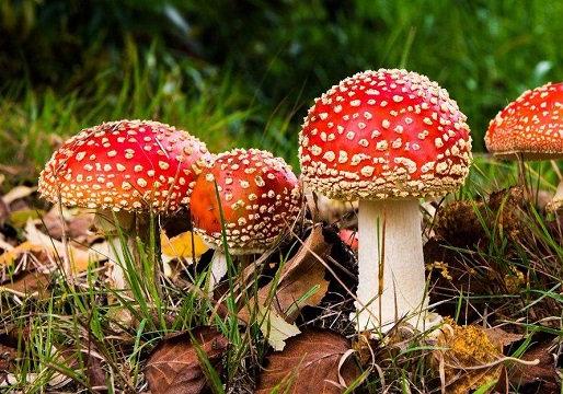 Новость - События - В Киеве шесть человек отравились грибами