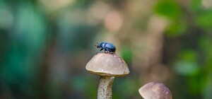 Запоминай места: где и когда в Крыму лучше всего собирать грибы