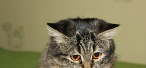 Так себе воспитание: в Киеве ребенок из неблагополучной семьи убивает животных