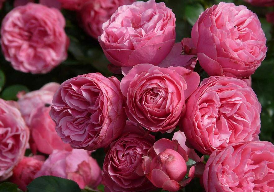 Новость - События - Не воруй: в Киеве посадили мужчину, который крал кусты роз на Нивках