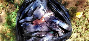 Упали мертвыми: в Старобазарном сквере при загадочных обстоятельствах погибли десятки голубей